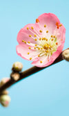 Komar Peach Blossom Fotobehang 150x250cm 3 banen | Yourdecoration.be