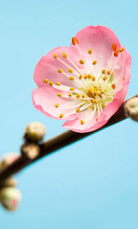 Komar Peach Blossom Fotobehang 150x250cm 3 banen | Yourdecoration.be