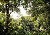 Komar Dschungel Fotobehang 350x250cm 7 banen | Yourdecoration.be
