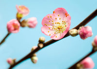 Komar Peach Blossom Fotobehang 350x250cm 7 banen | Yourdecoration.be