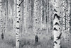 Komar Woods Fotobehang 400x270cm 8 banen | Yourdecoration.be